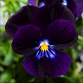 blackviolet