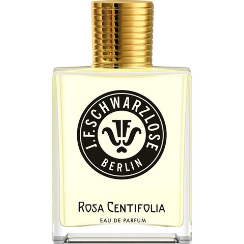 Rosa Centifolia (2022)